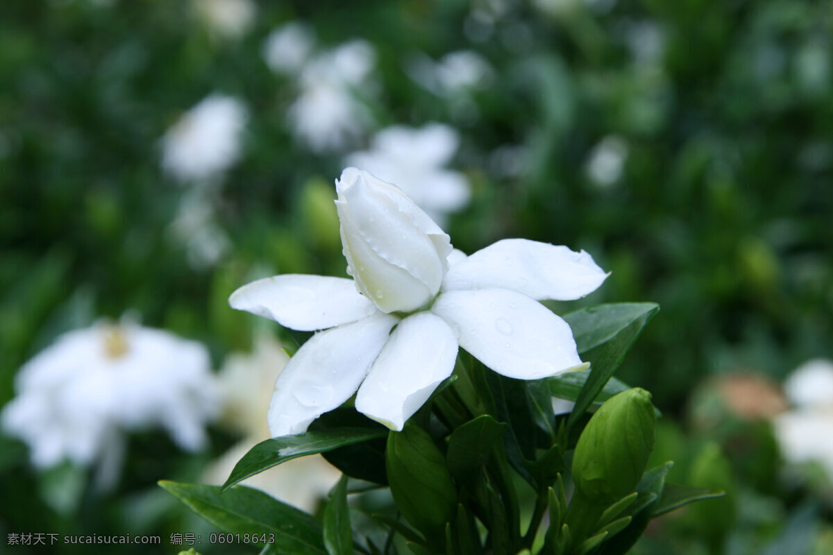 栀子花 花草 生物世界