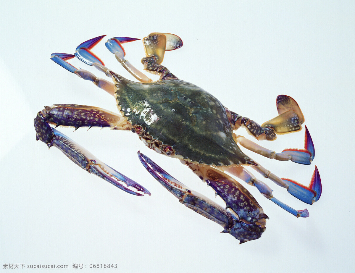 梭子蟹 海鲜 海鲜素材 螃蟹 摄影图 生物世界 蟹 鱼类