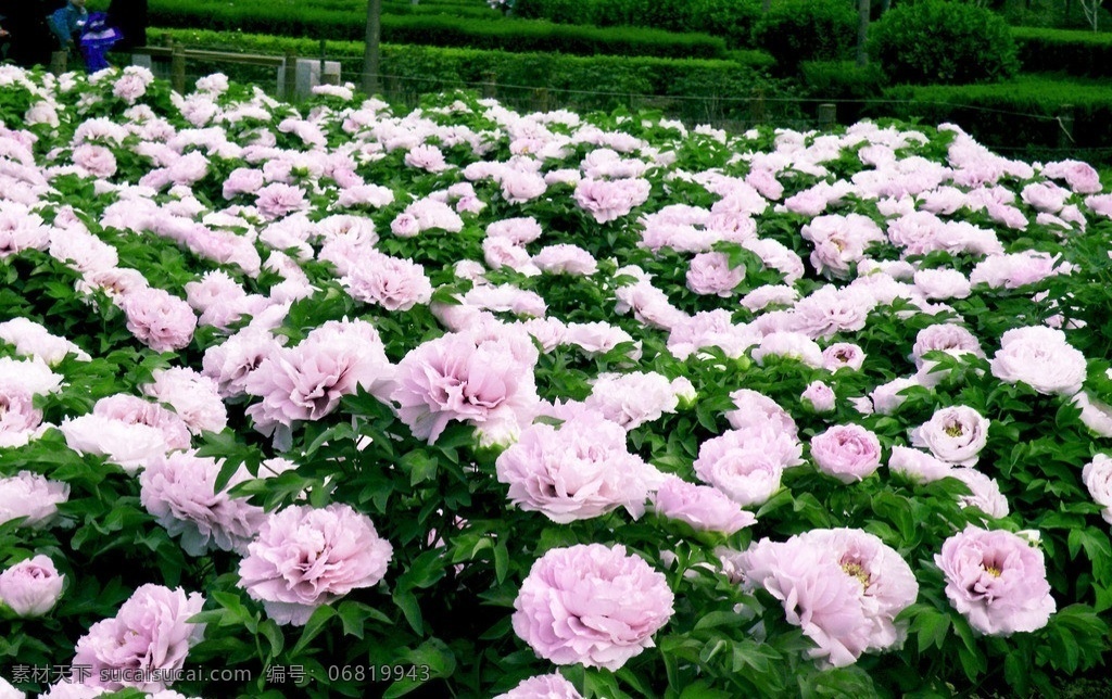 洛阳牡丹花 洛阳 花朵 牡丹 绿叶 花团 花丛 红花 百花争艳 花团锦簇 花骨朵 含苞待放 花草 生物世界