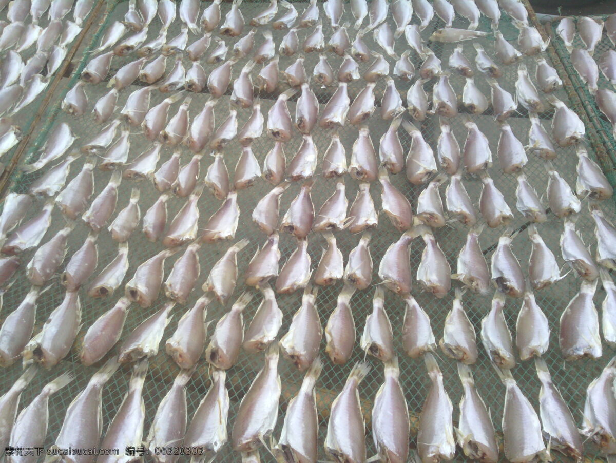 鱼干 海产品 海鱼 生物世界 收获 鱼 鱼类 晒干
