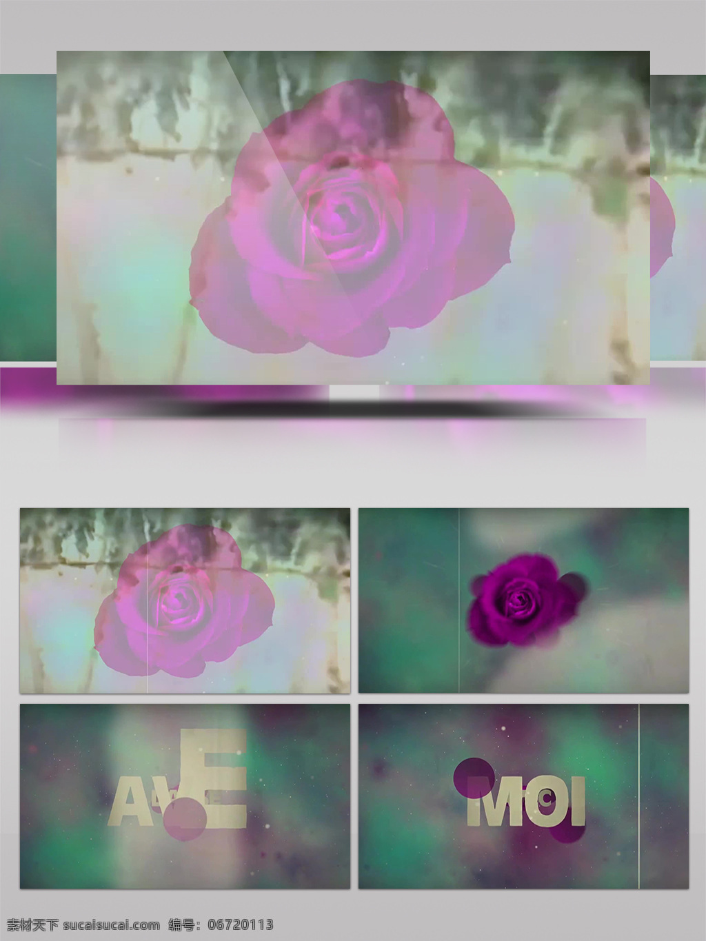 精致 浪漫 玫瑰 花朵 视频 高清视频素材 视频素材 动态视频素材