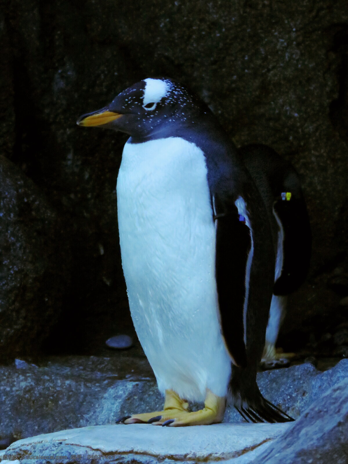 大 企鹅 高清 大企鹅 可爱企鹅 野生动物 哺乳