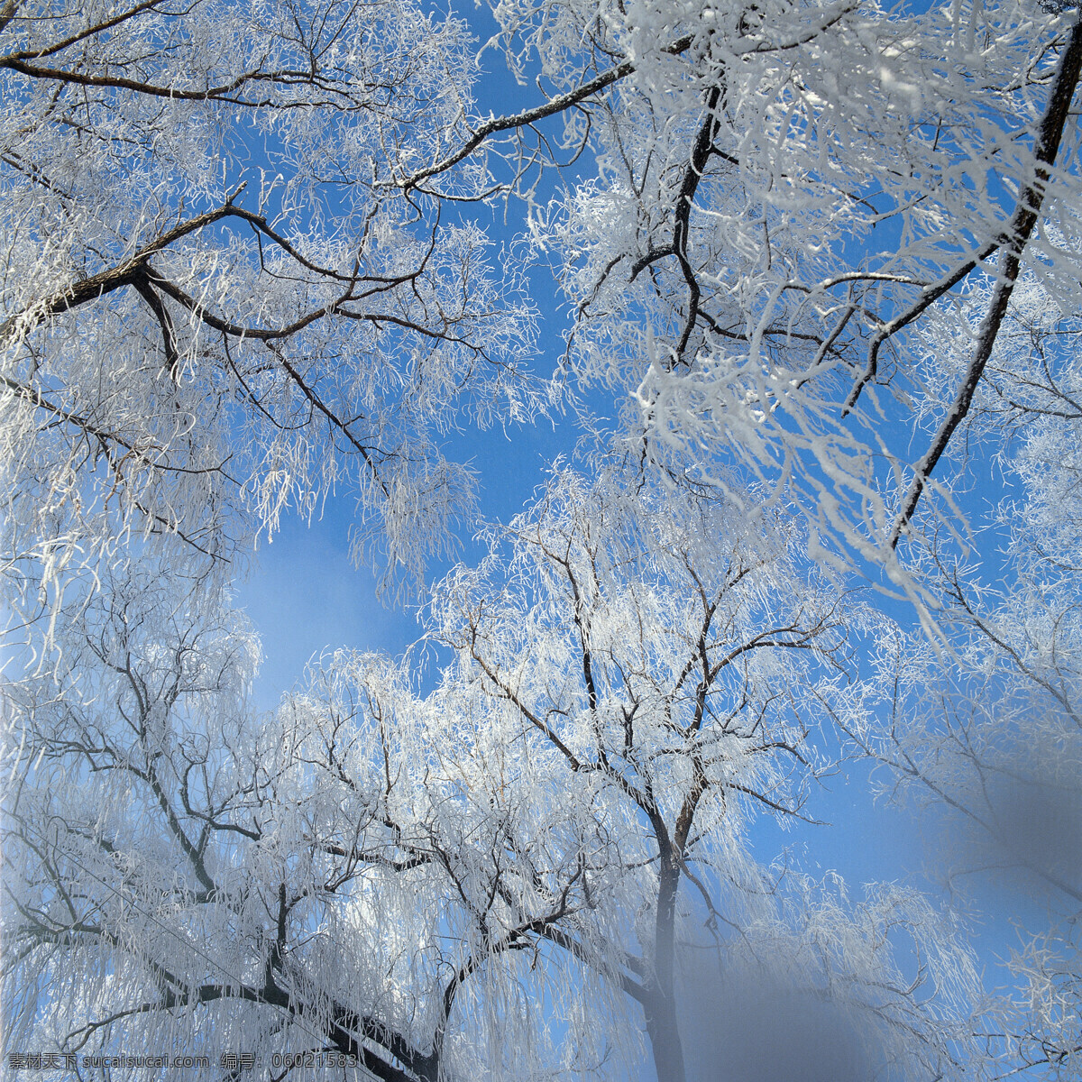 树木 上 冰花 大自然 自然风景 美丽风景 美景 景色 风景摄影 旅游景区 旅游风景 旅游奇观 雪山 雪景 冬天风景 结冰的树木 山水风景 风景图片