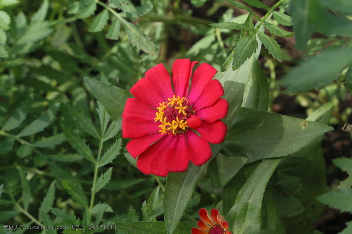 百日草 百日菊 花卉 花朵 花瓣 草花 绿化景观 植物 花儿 花蕊 观赏花卉 生物世界 花草