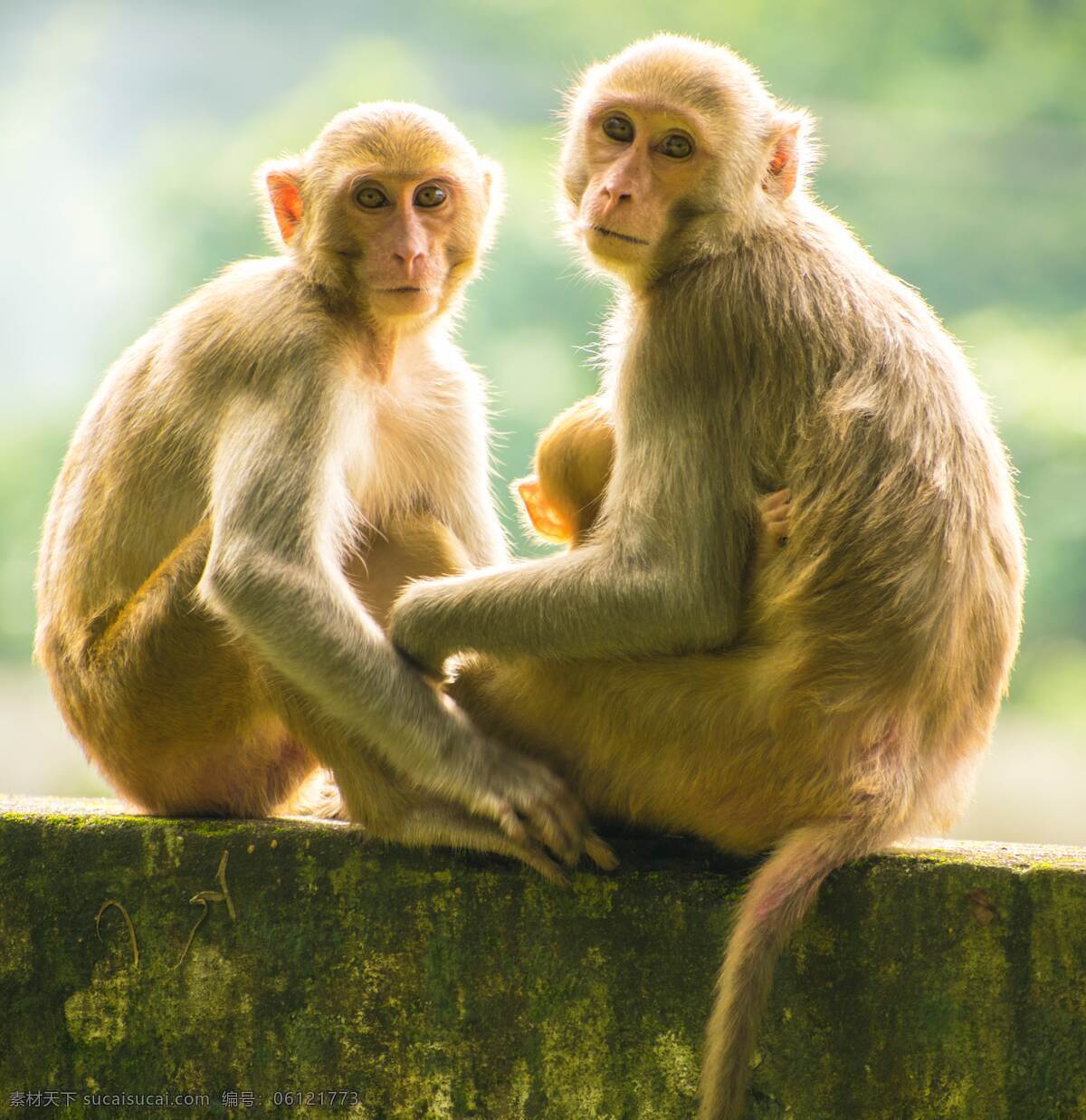 小猴子 动物 可爱的猴子 猴子摄影 猴子图片 猴子背景 生物世界 野生动物