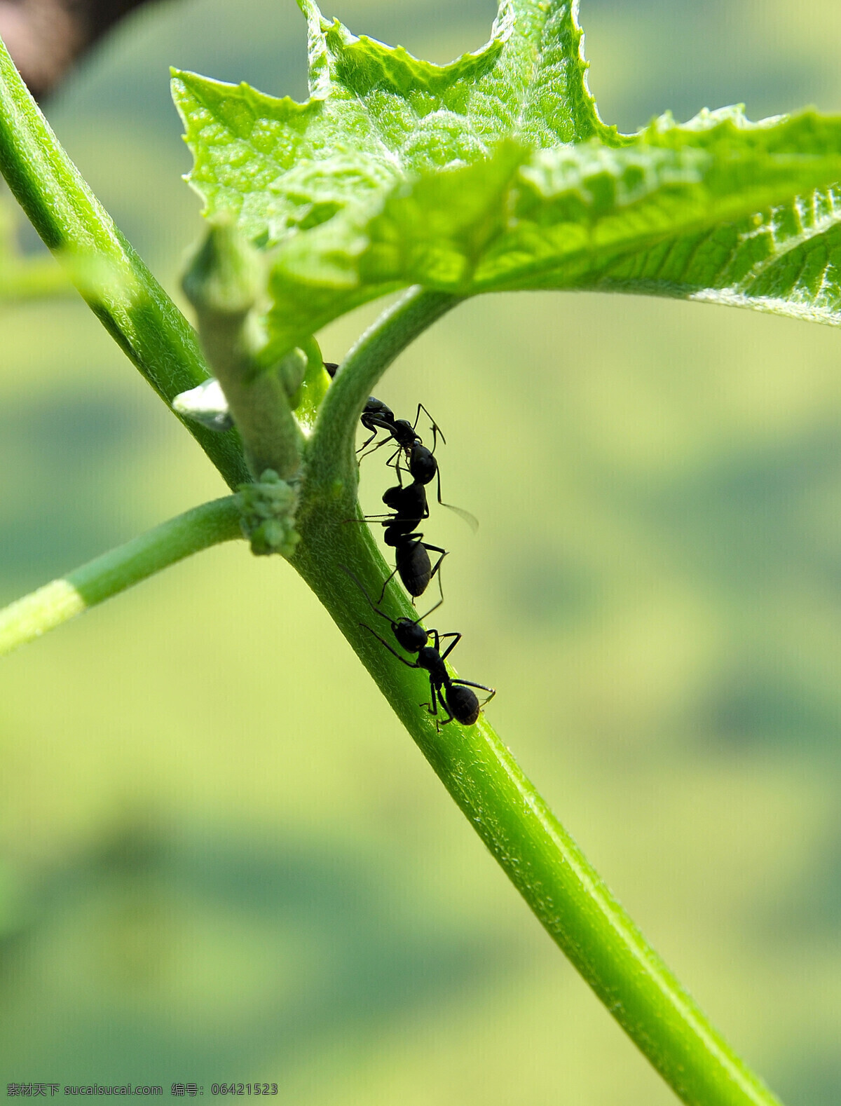 三 只 蚂蚁 昆虫 绿叶 生物 生物世界 微观 微距 三只蚂蚁