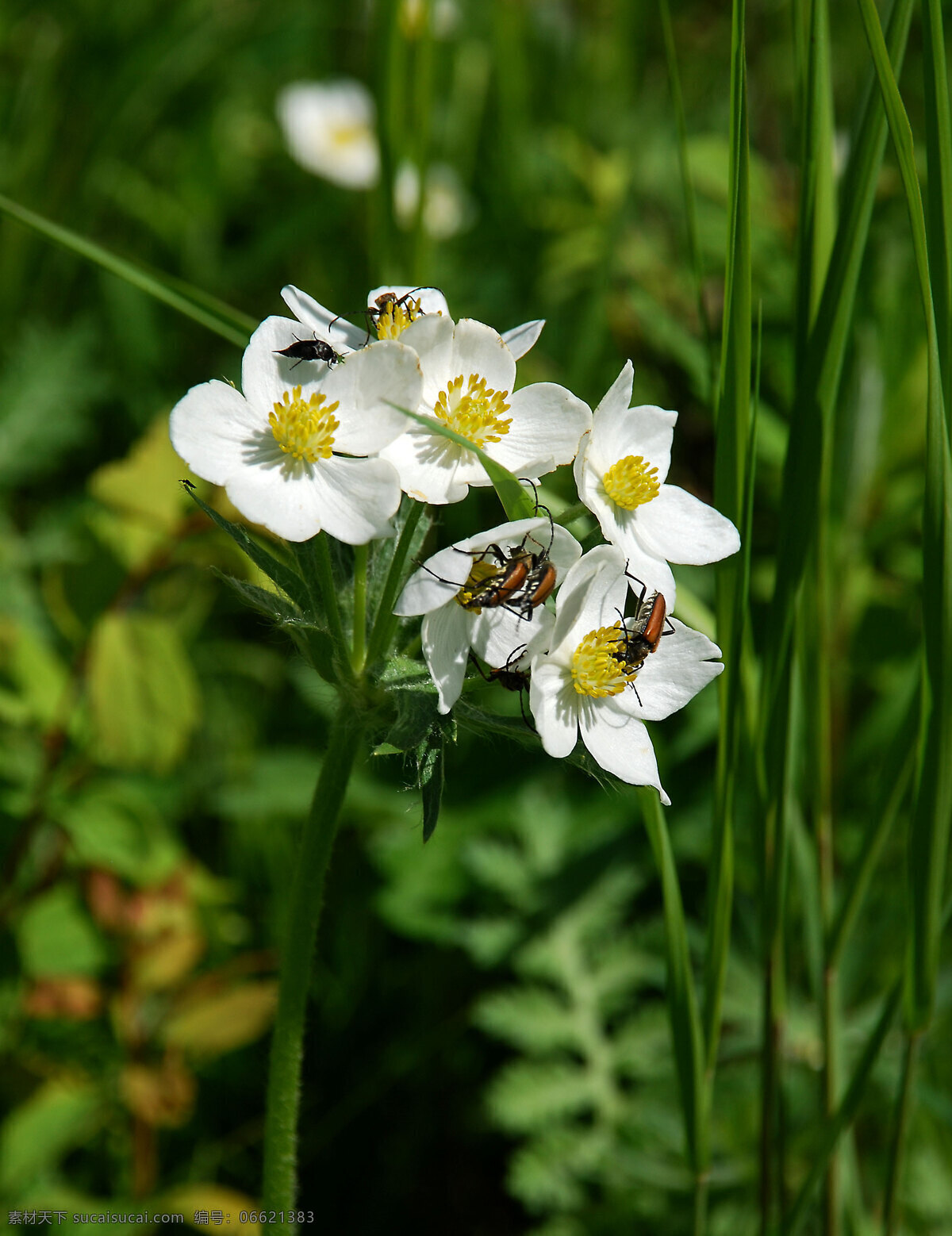 花中 天牛 草丛 花朵 昆虫 生物世界 微距 夏天 植物 花中的天牛 根河市