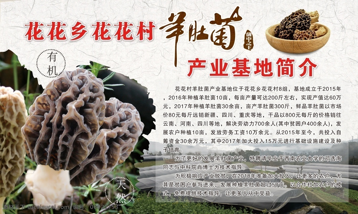 羊肚菌 产业 基地 简介 宣传片 私人汇总