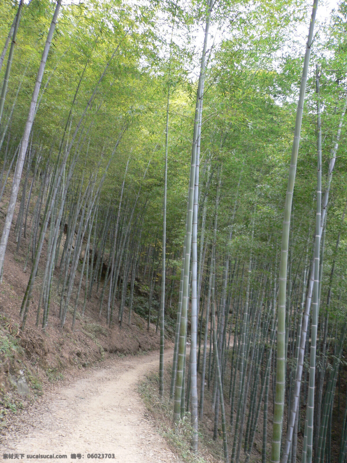 木 坑 竹海 国内旅游 黄山 旅游摄影 竹 木坑竹海 木坑 矢量图 日常生活