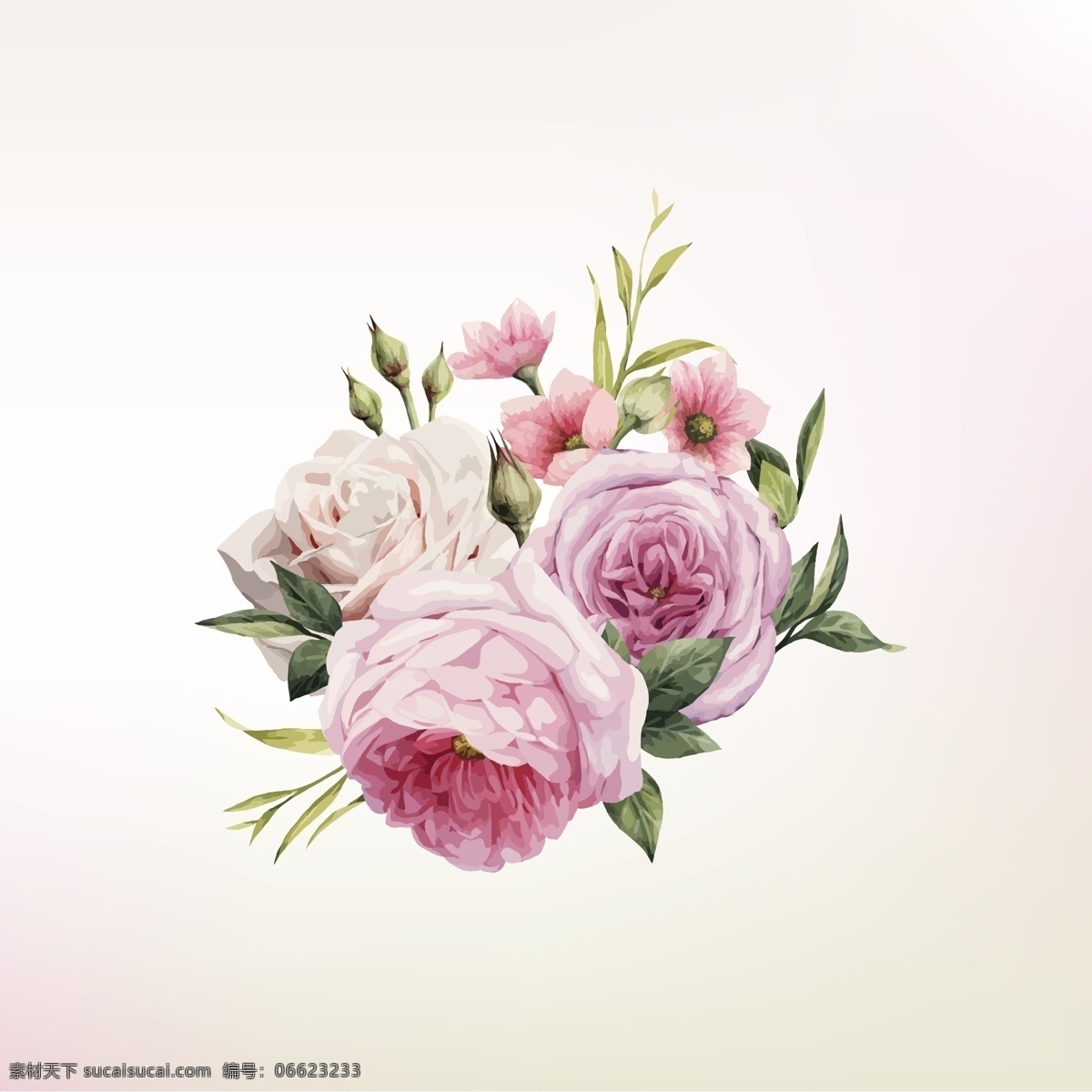 粉色 唯美 蔷薇花 插画 写实 植物 花朵 花卉 蔷薇