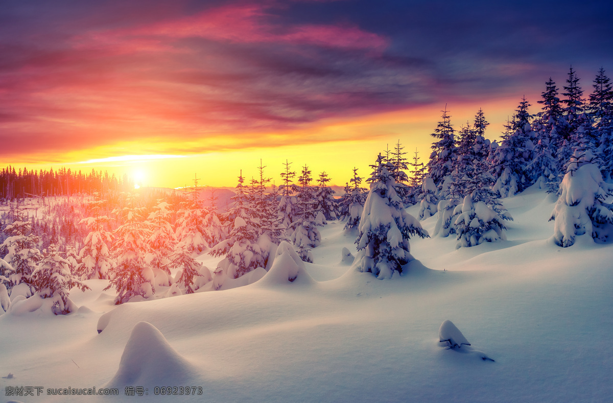 雪地 冬天 冬季 白雪 森林 雪松 雪山 松树 风景 自然 美景 晚霞 日落 夕阳 阳光 光线 自然景观 自然风景