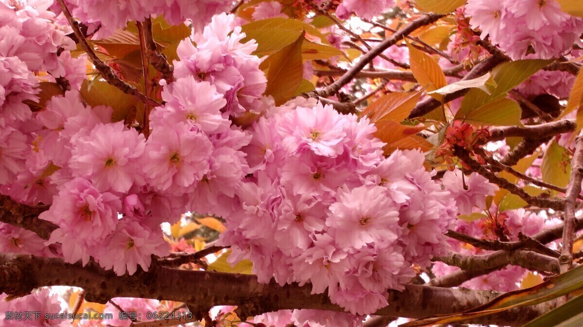 粉色 樱花 大全 高清 粉色樱花 唯美樱花 粉色花朵 鲜花