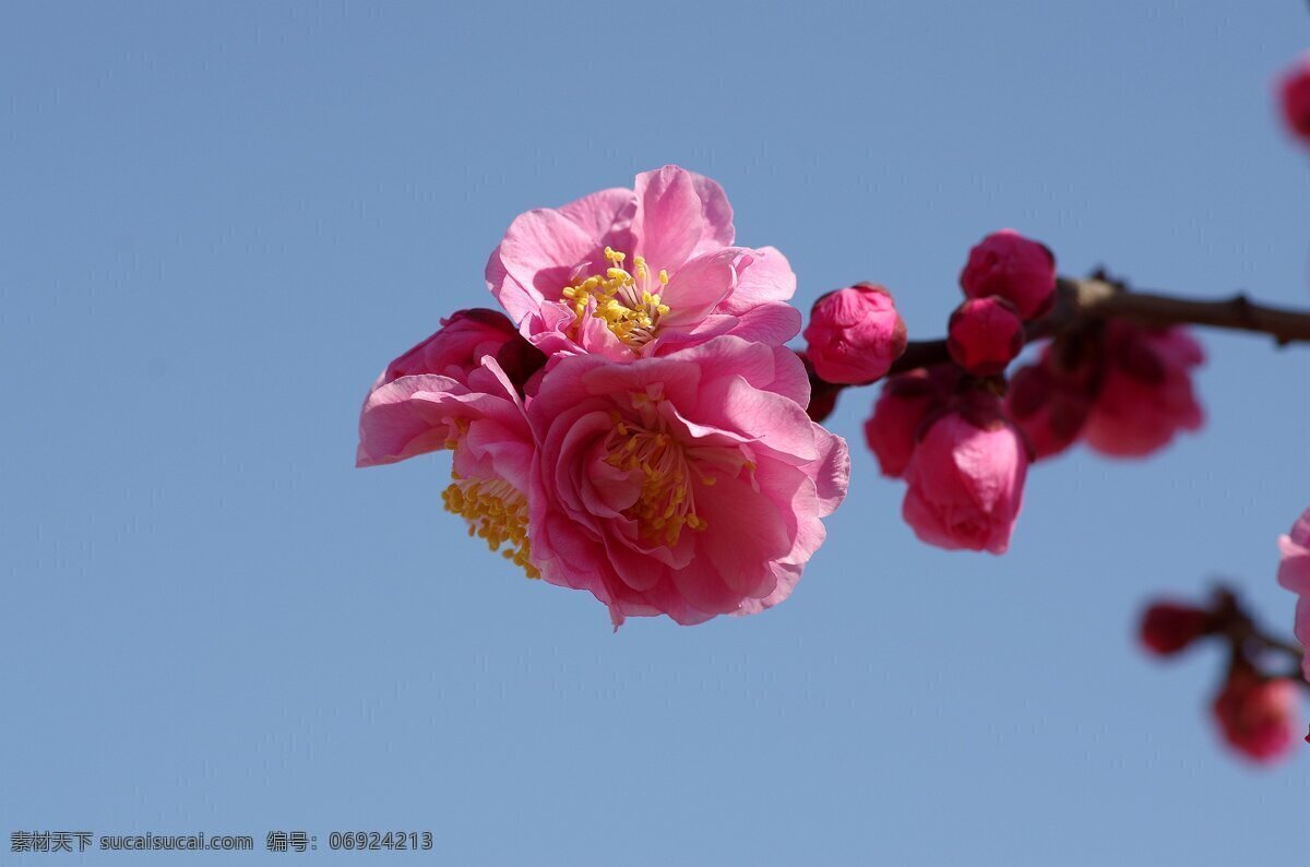 唯美 粉色 腊梅 花 鲜花 花卉 花朵 花草
