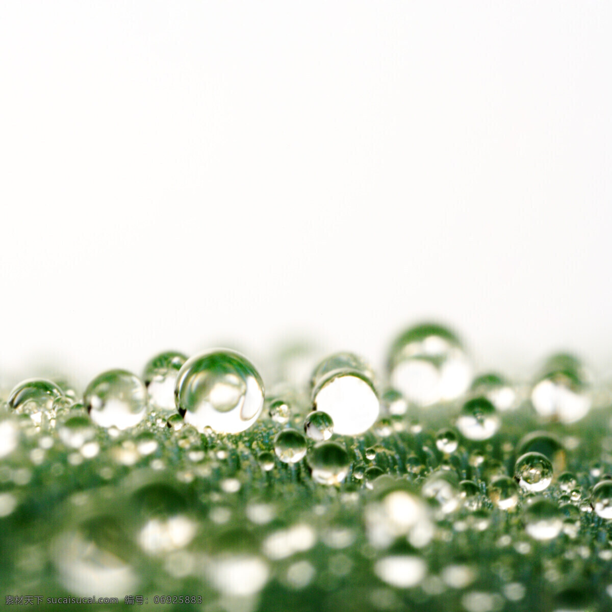 露水 露珠 绿色 绿色植物 生物世界 树木树叶 水滴 水珠 晨露 透明水珠 植物世界 psd源文件