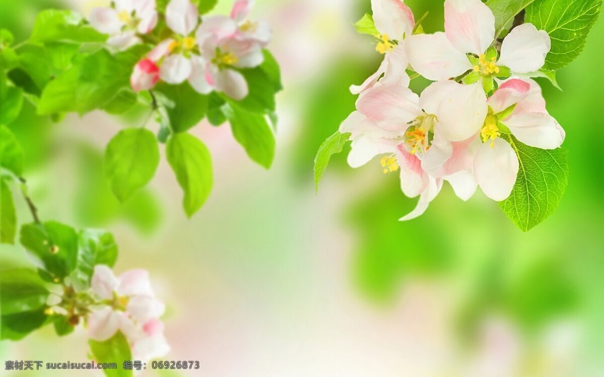 高清 花朵 粉色花 高清花朵 花朵素材