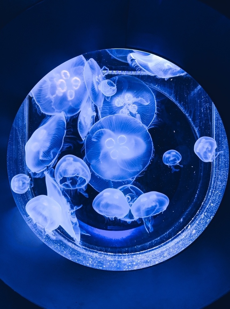 水母 软体 浮游 触须 彩色 水族 斑斓 海洋 动物 生物世界 海洋生物