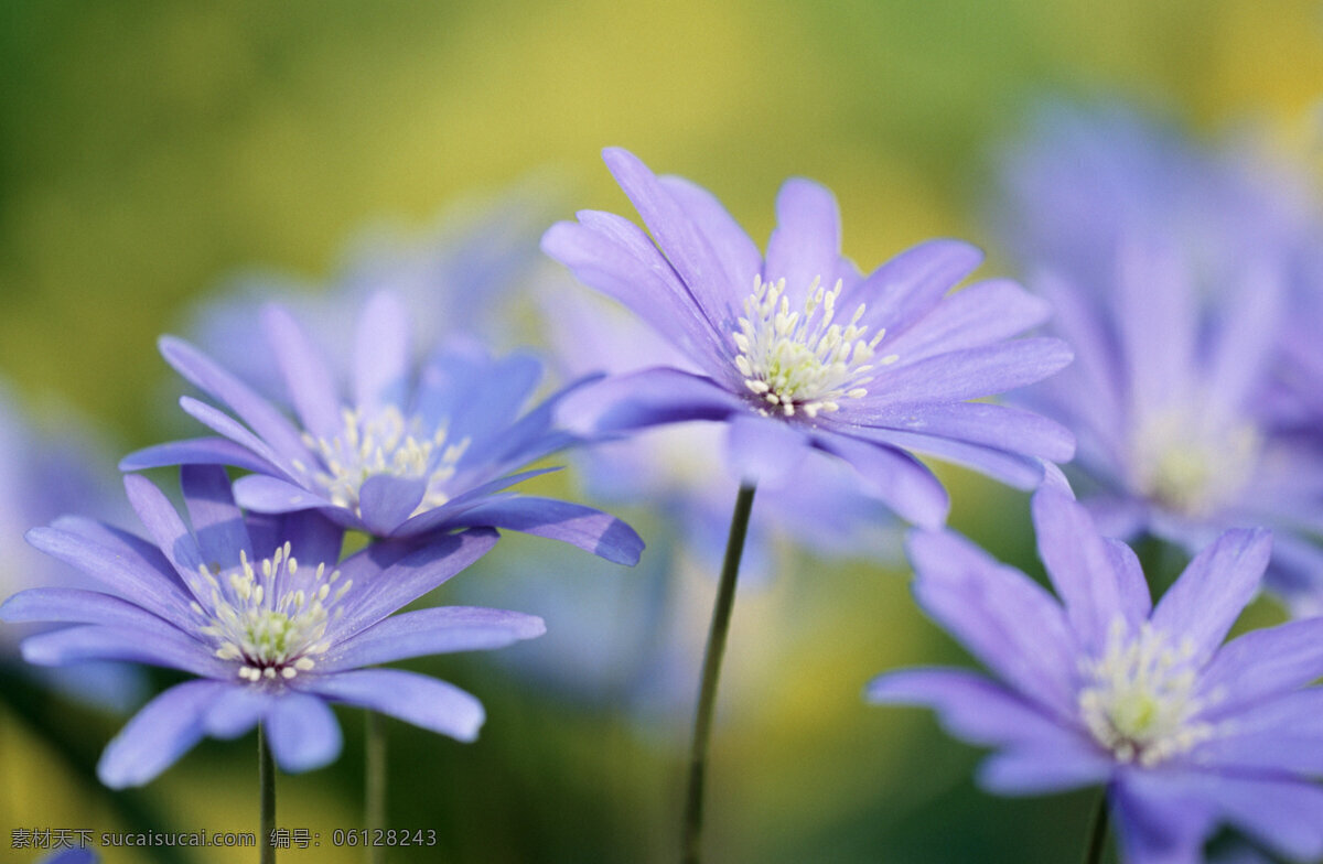 紫色 花 紫色花朵 菊花 野花 花卉 鲜花 花朵 鲜花背景 美丽风景 摄影图 花草树木 生物世界