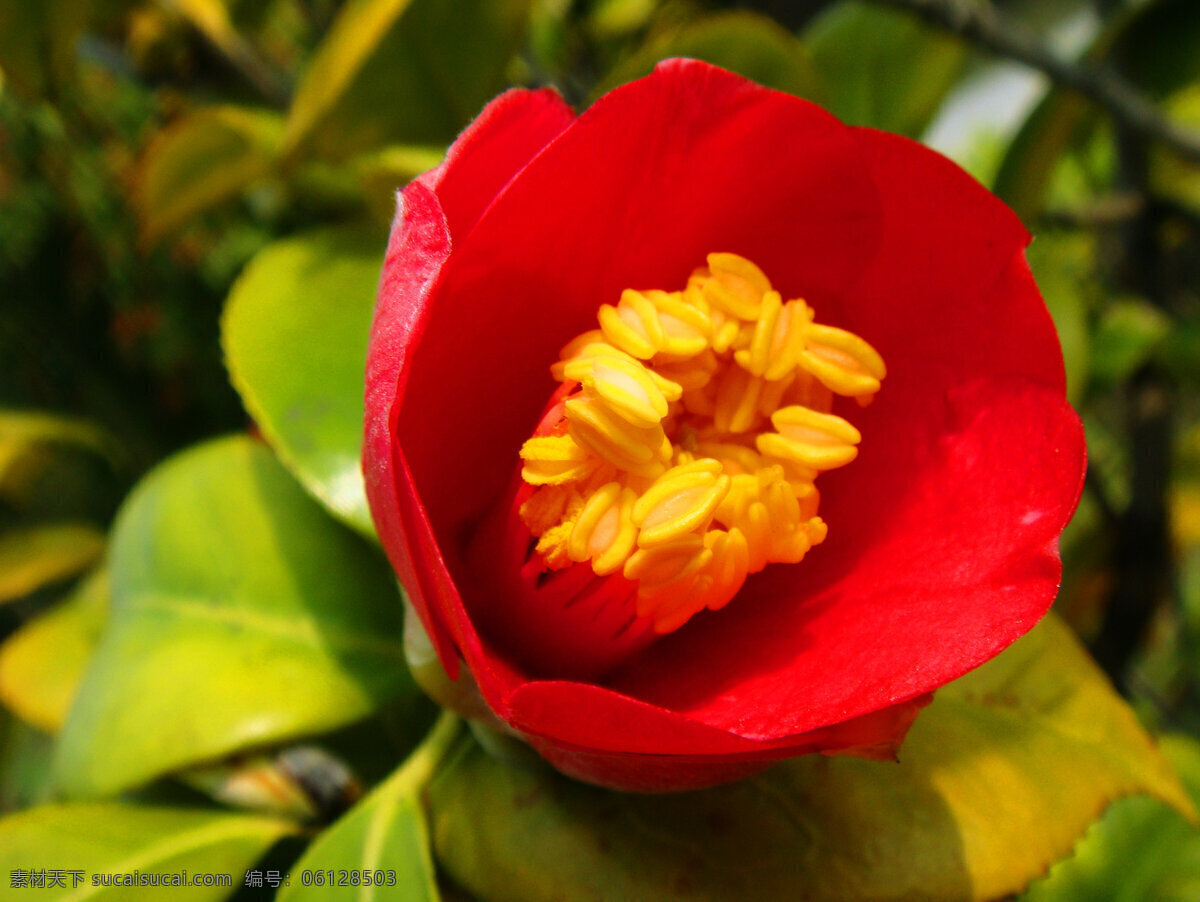 红色 茶花 红色花朵 红色鲜花 唯美花朵 浪漫花朵 高清图片