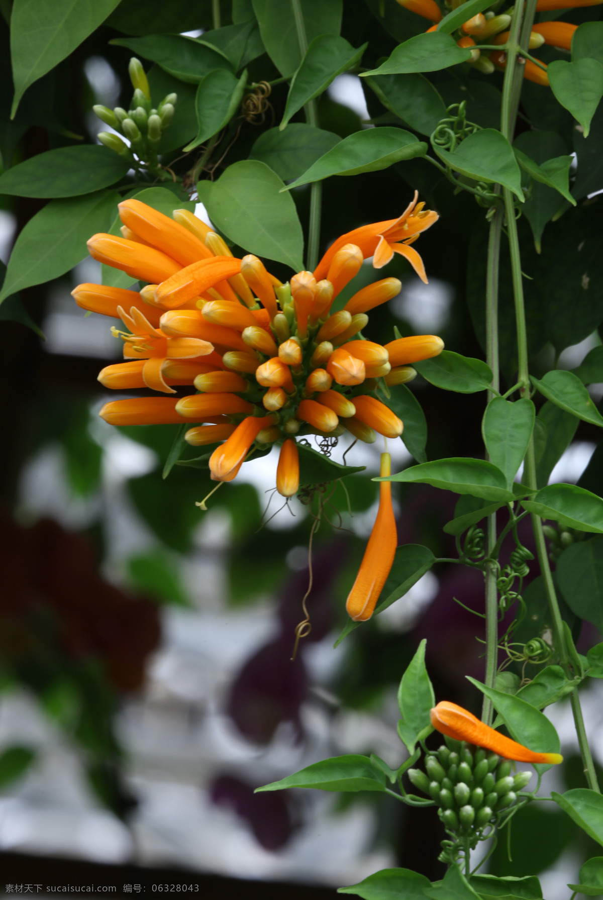 鞭炮花 爆竹花 吉祥草 炮仗花 爆炸花 花卉 花儿 花草 植物 园林绿化 绿化景观 花朵 花蕊 花卉大观园 生物世界