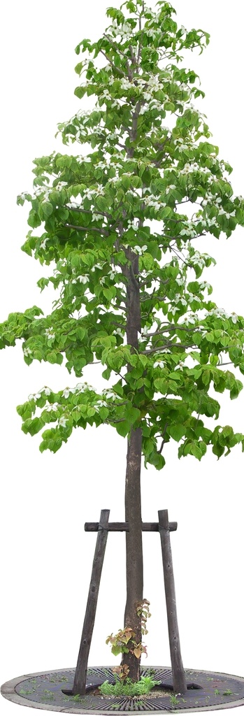 园林景观设计 树木 植物 乔木 灌木 花卉 绿篱 后期ps素材 设计素材 自然景观 建筑园林