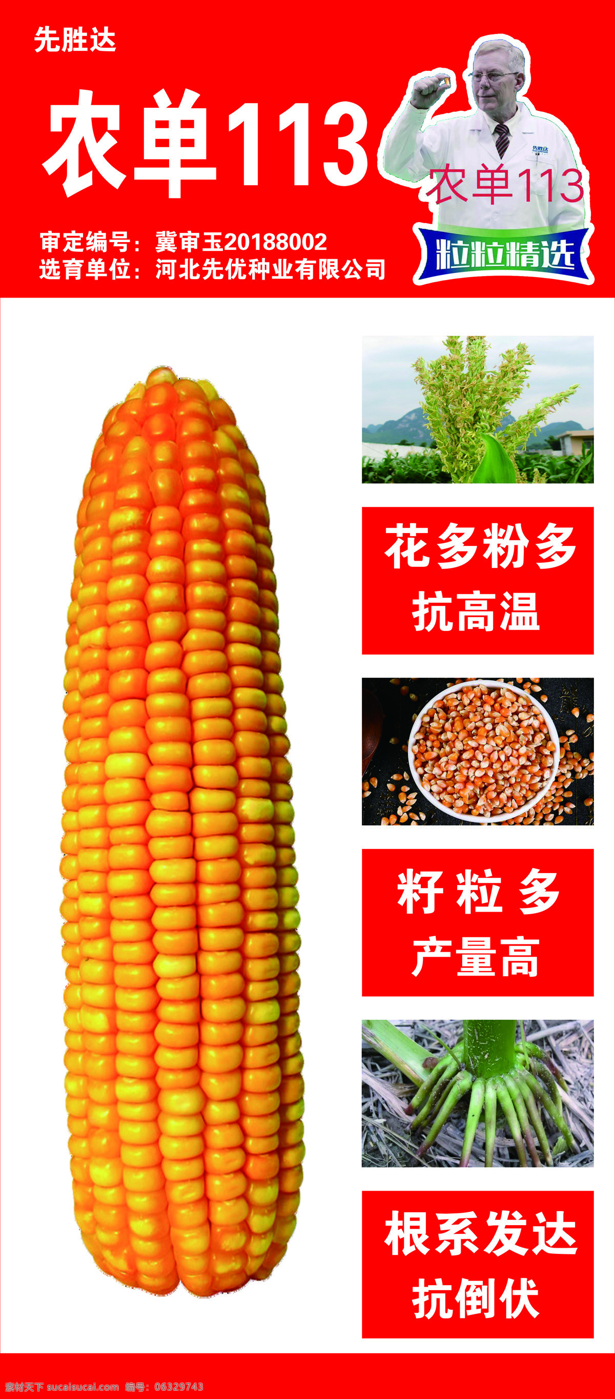 玉米种子展板 农单113 先胜达 玉米 产量高 籽粒多