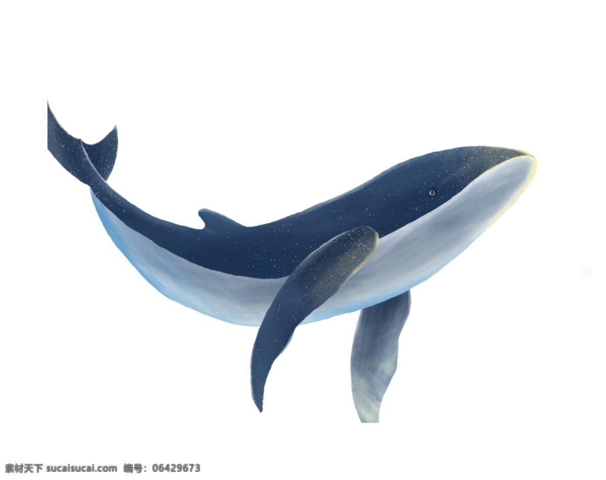 鲸 鲸鱼背景 鲸鱼海报 卡通鲸鱼 鲸鱼素材 矢量鲸鱼