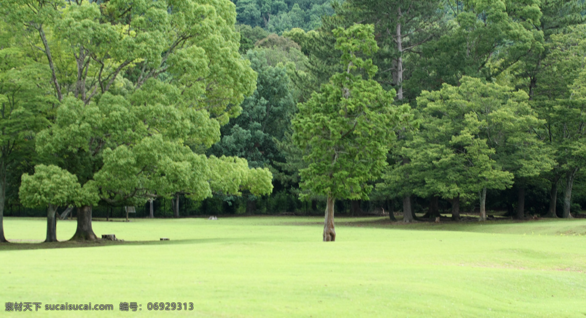 奈良公园 草地 树林 绿色 日本 自然景观 自然风景