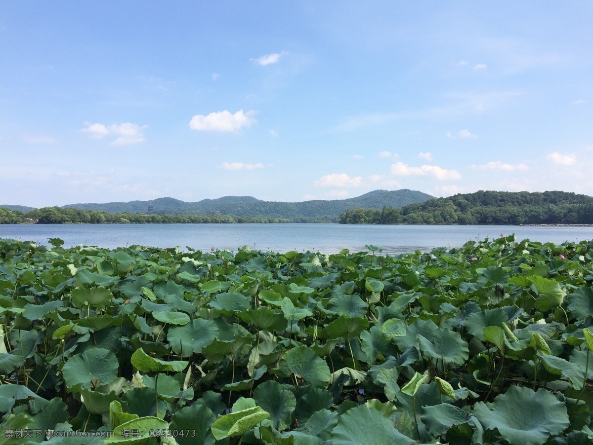 杭州 西湖 曲院风荷 荷花 荷叶 旅游摄影 自然风景