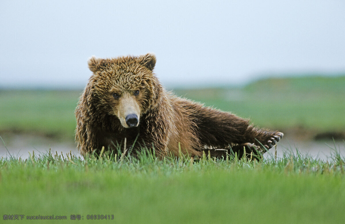 草地 上 大 棕熊 脯乳动物 保护动物 熊 狗熊 野生动物 动物世界 摄影图 陆地动物 生物世界 黑色