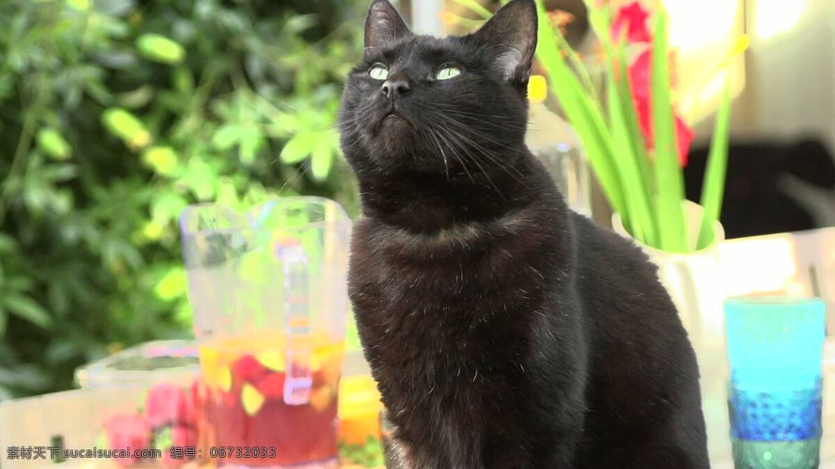 黑猫抬头 动物 慢动作 黑色 猫 黑猫 看 眼睛 向上的 缓慢的 运动 宠物 家庭