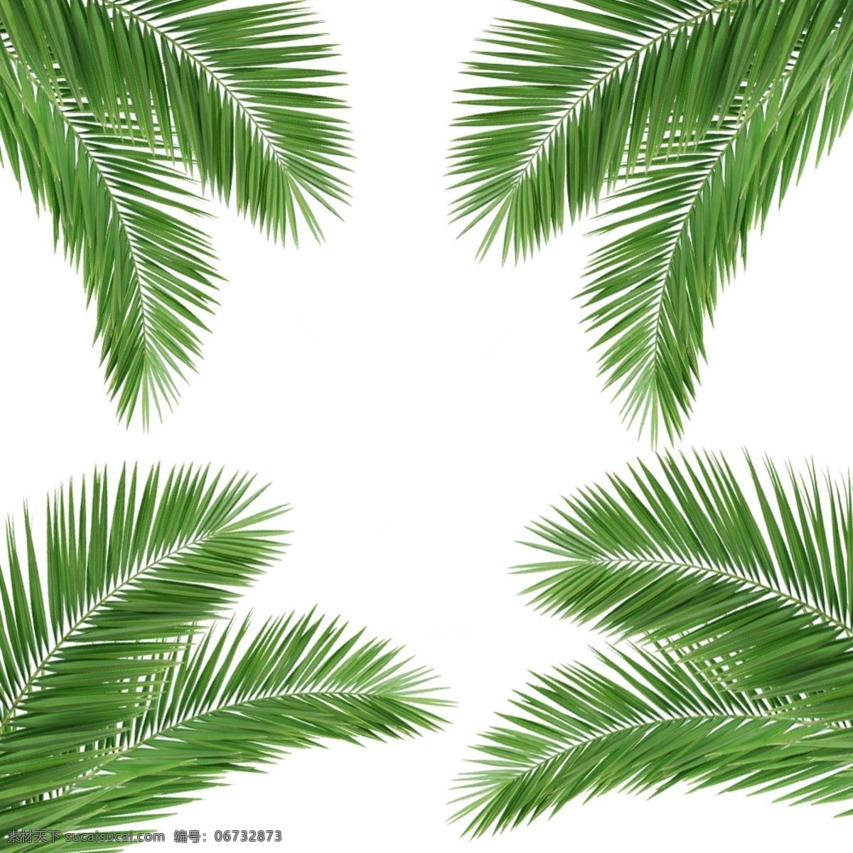 绿色植物边框 绿色 植物 叶子 夏日 夏日边框 边框收藏 边框