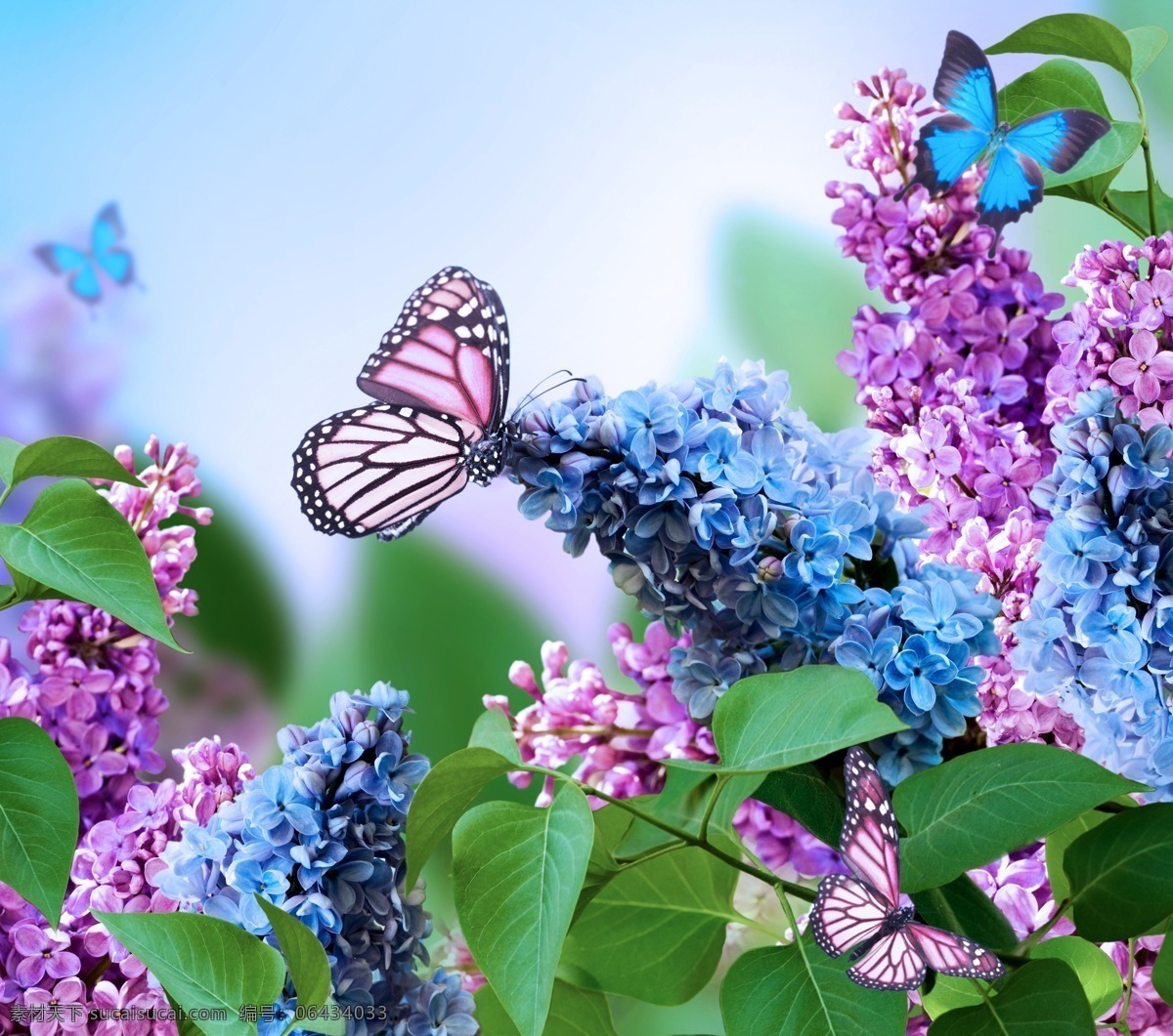 蝴蝶 鲜花 背景 创意 唯美 梦幻 生物世界 昆虫