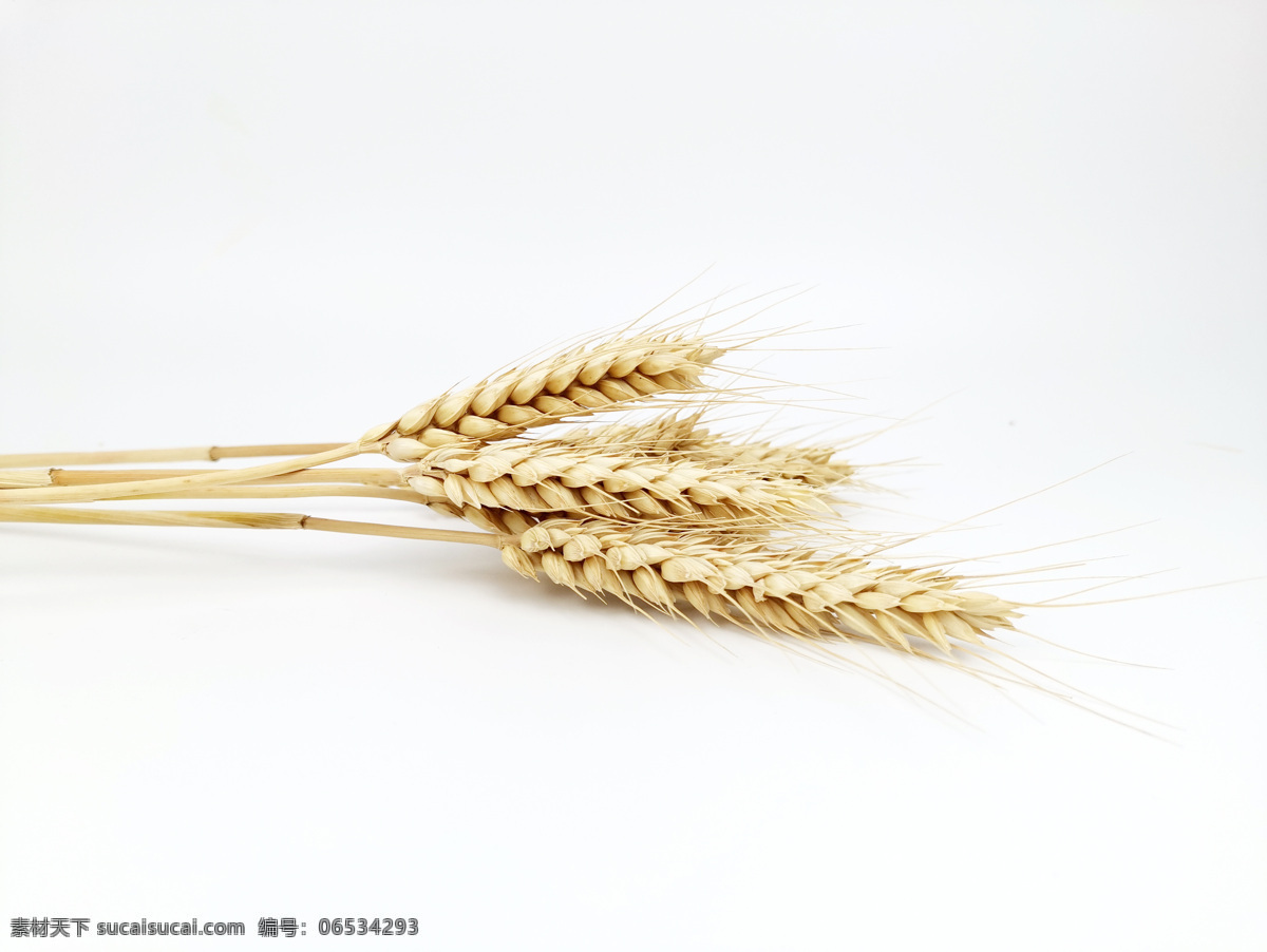 秋收麦穗 五谷杂粮 麦子 小麦素材 麦穗 秋收 餐饮美食 食物原料