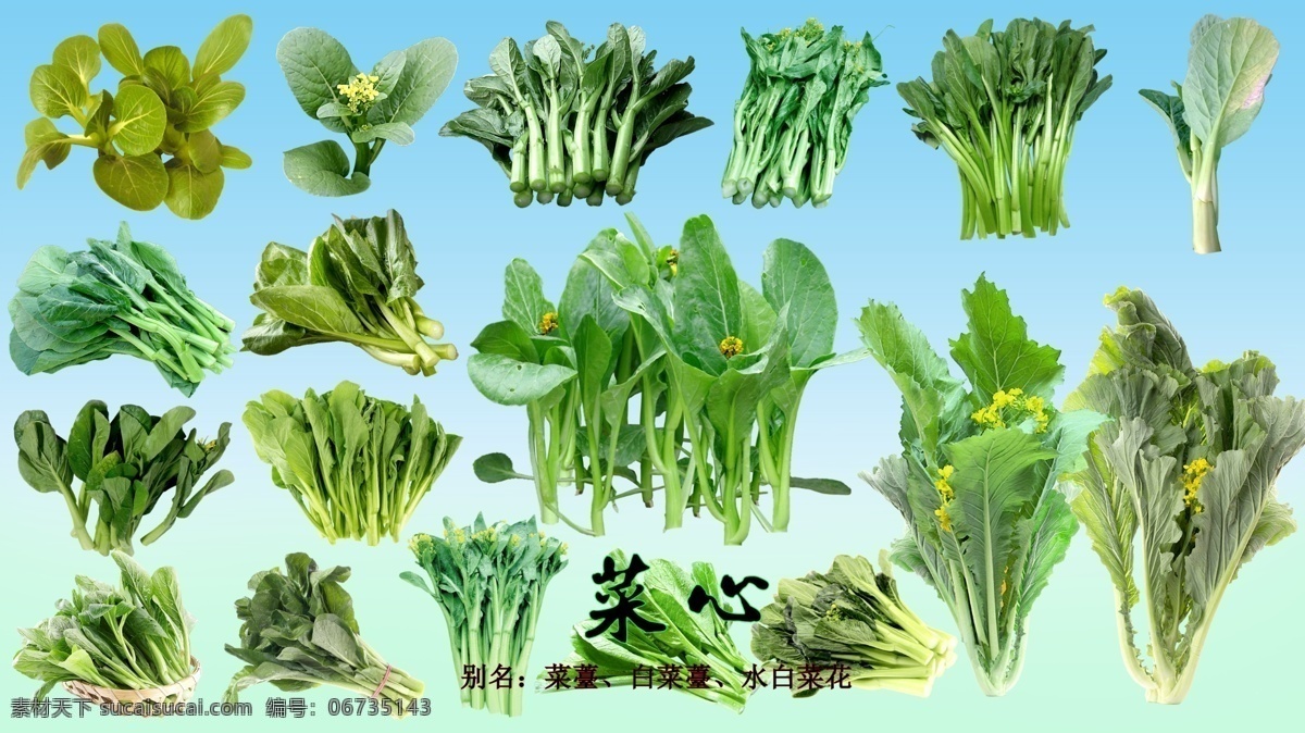 叶 菜 类 菜心 分层 叶菜 白菜薹 水白菜花 生物世界 蔬菜