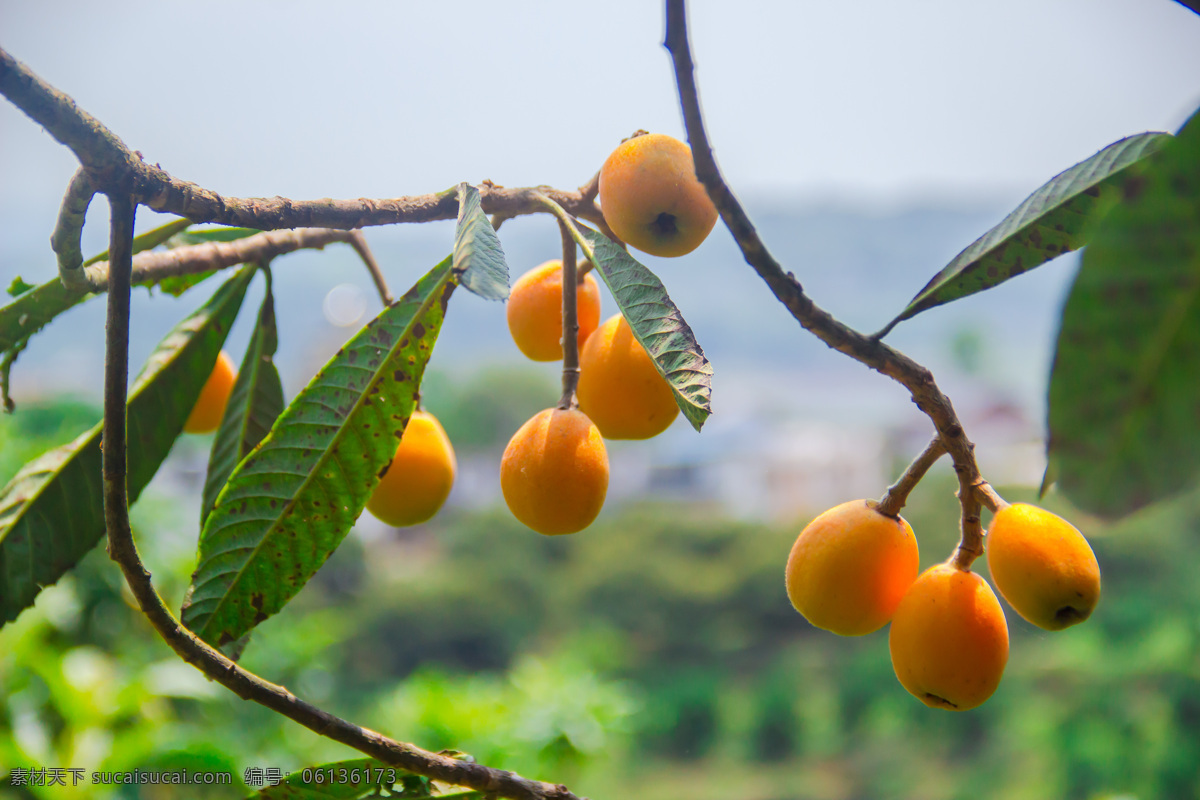 水果 枇杷树 枇杷叶 甜枇杷 枇杷果 新鲜枇杷 新鲜水果 一枝枇杷 树上的水果 生物世界