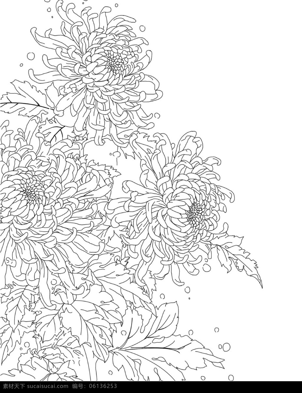 菊花 手绘 黑白 漫画 设计图库 分层 风景 源文件库