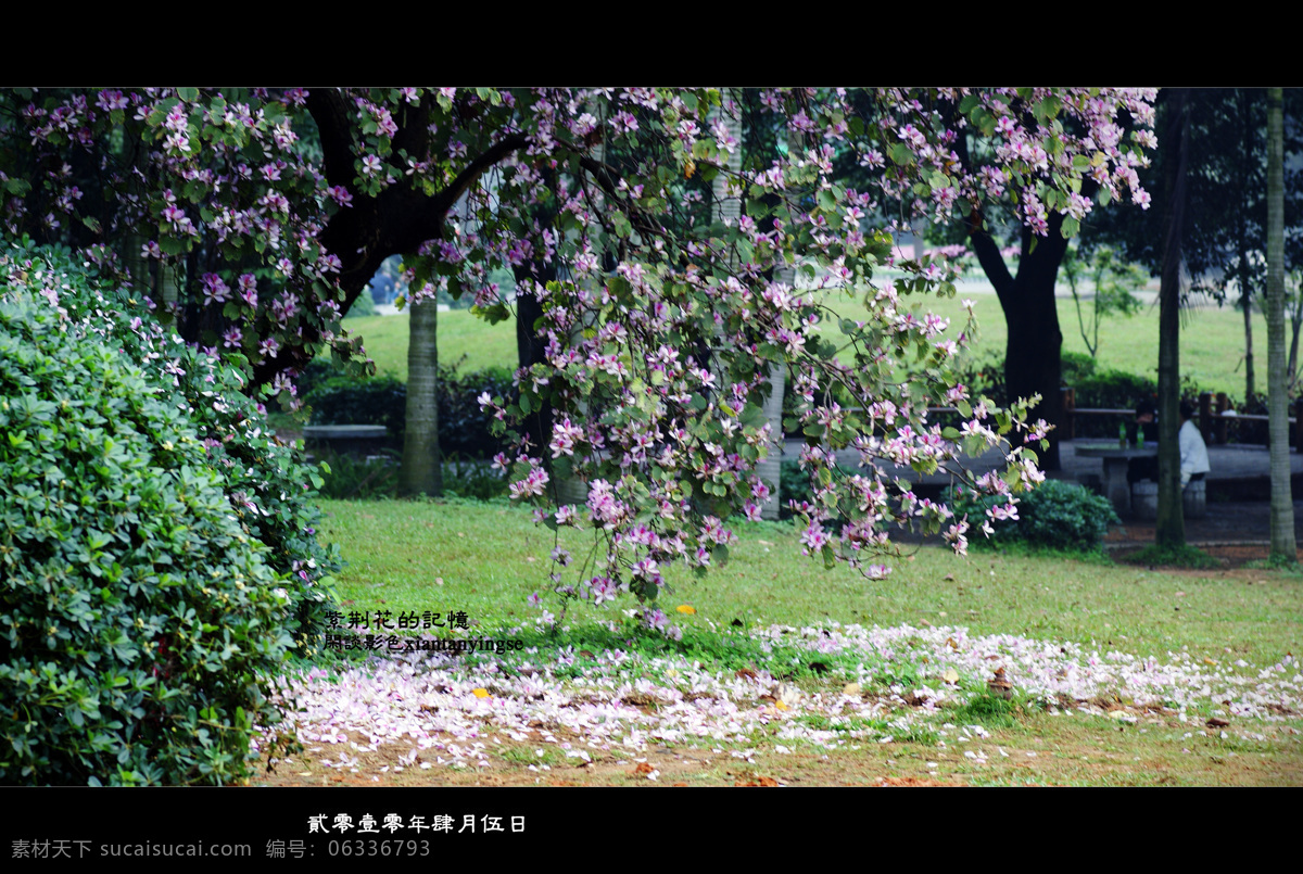 紫荆花 原创 图 花卉 树木 紫色 风景 生活 旅游餐饮