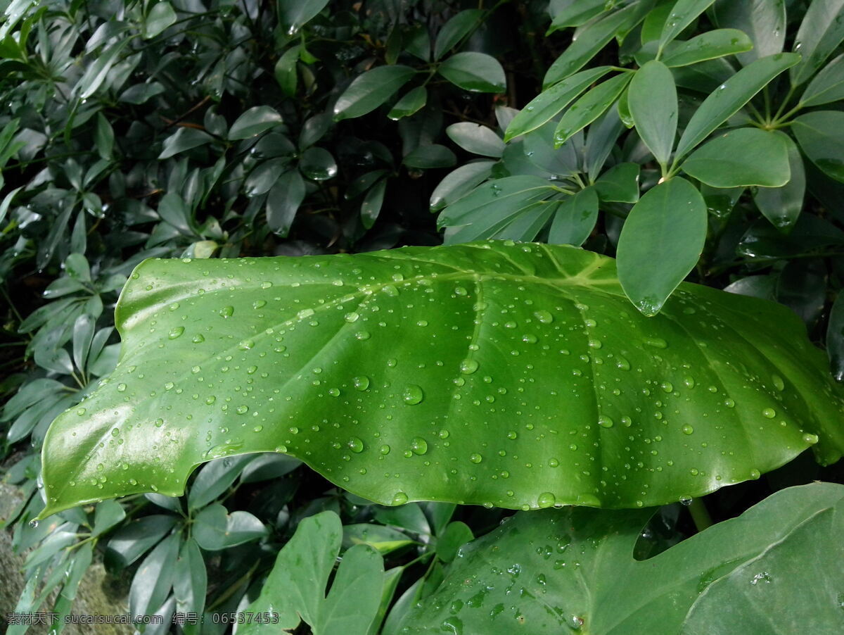 保护 背景 大自然 环境 绿色 绿叶 清新 叶子 水滴 叶子水滴 水珠 雨后 自然 植物 生物 树木树叶 生物世界 psd源文件