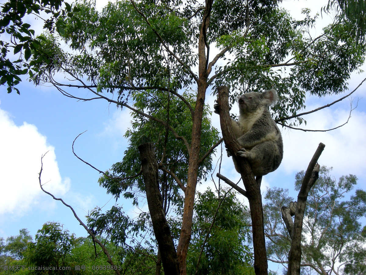 澳大利亚 之旅 澳洲 国宝 考拉 动物 桉树 野生动物 生物世界