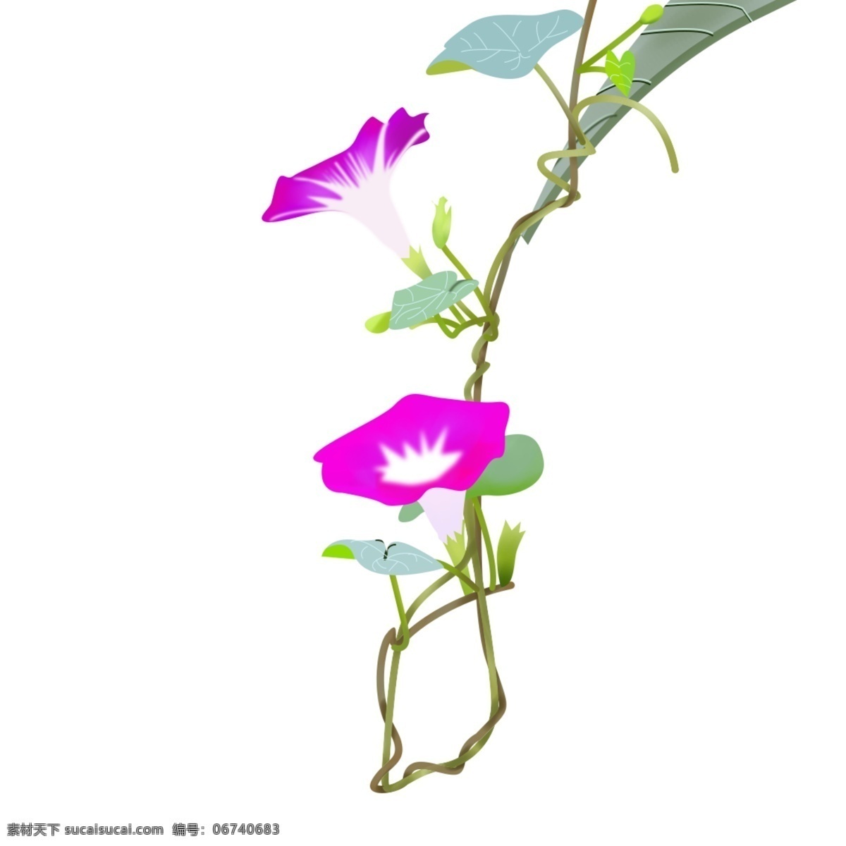 夏季 二十四节气 牵牛花 元素 设计元素 花朵 紫色花 小满 传统节气 牵牛花藤 根茎