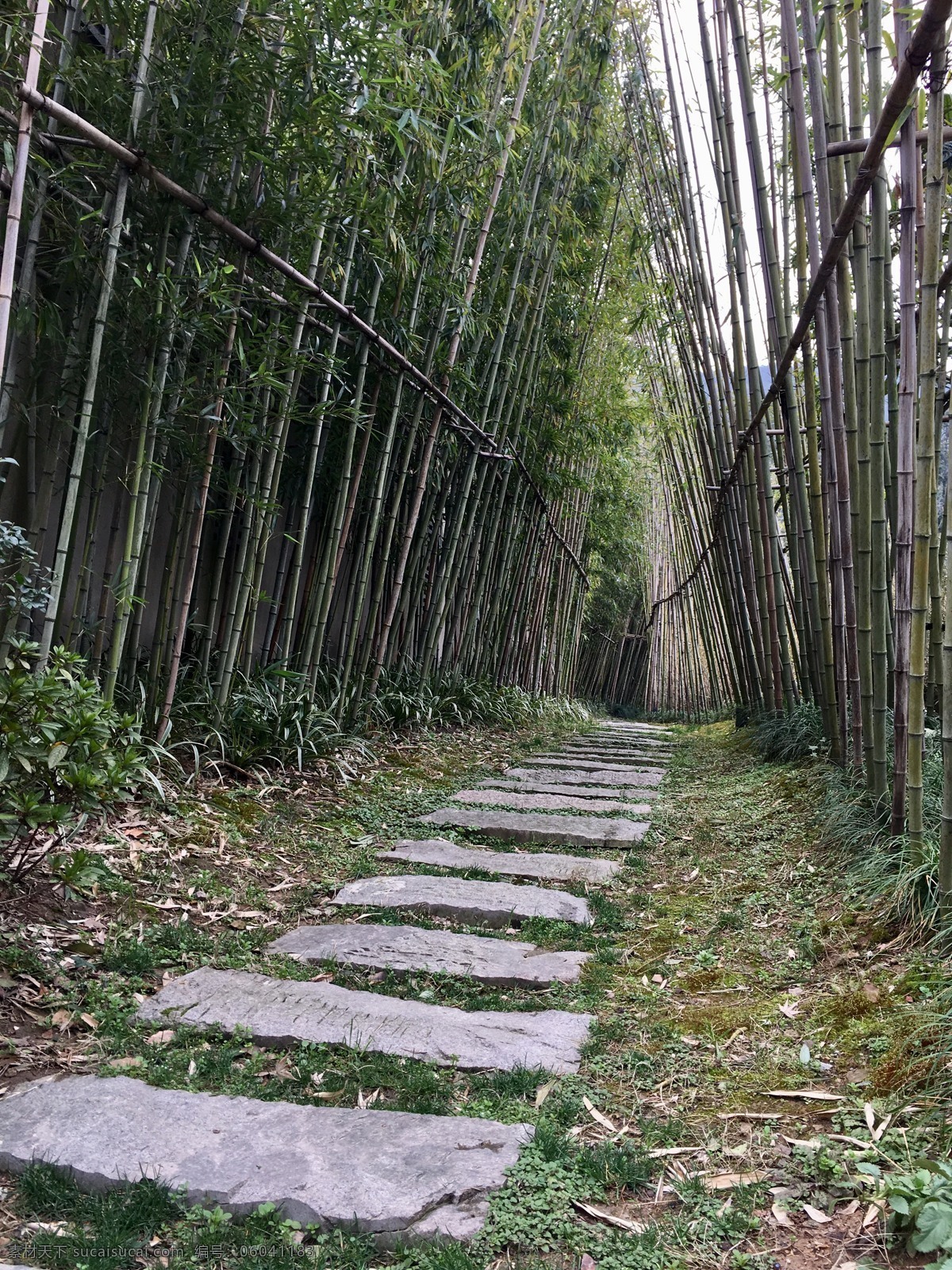 西山竹林小道 阳春 三月 苏州 西山 美景 旅游摄影 国内旅游