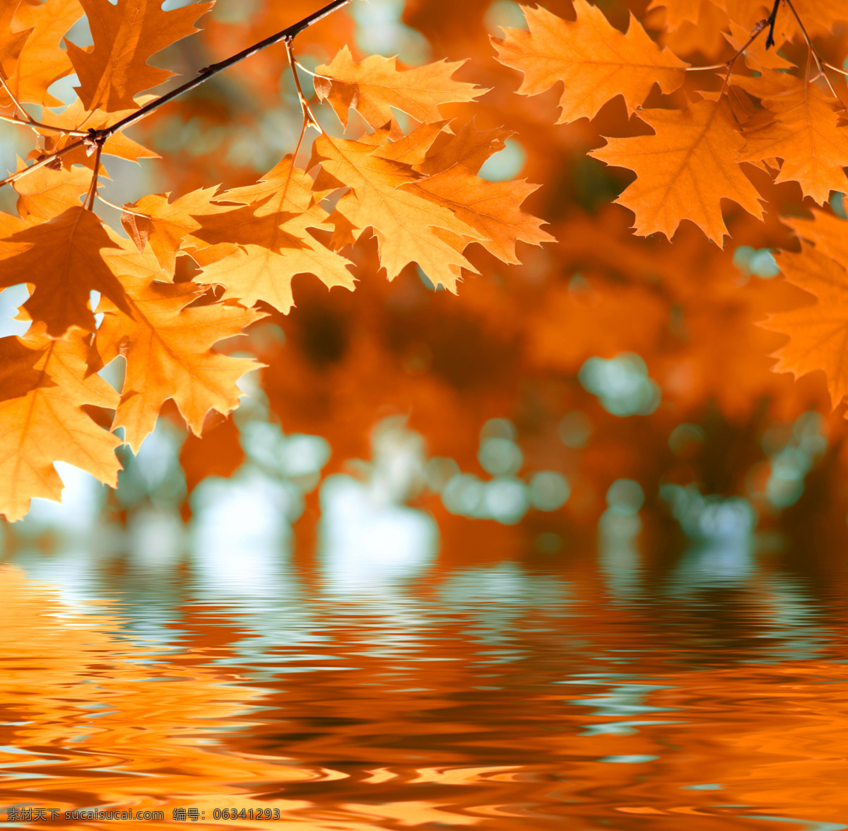 秋天 树叶 秋天的树叶 枫叶 叶子 黄叶 倒影 水面 山水风景 风景图片