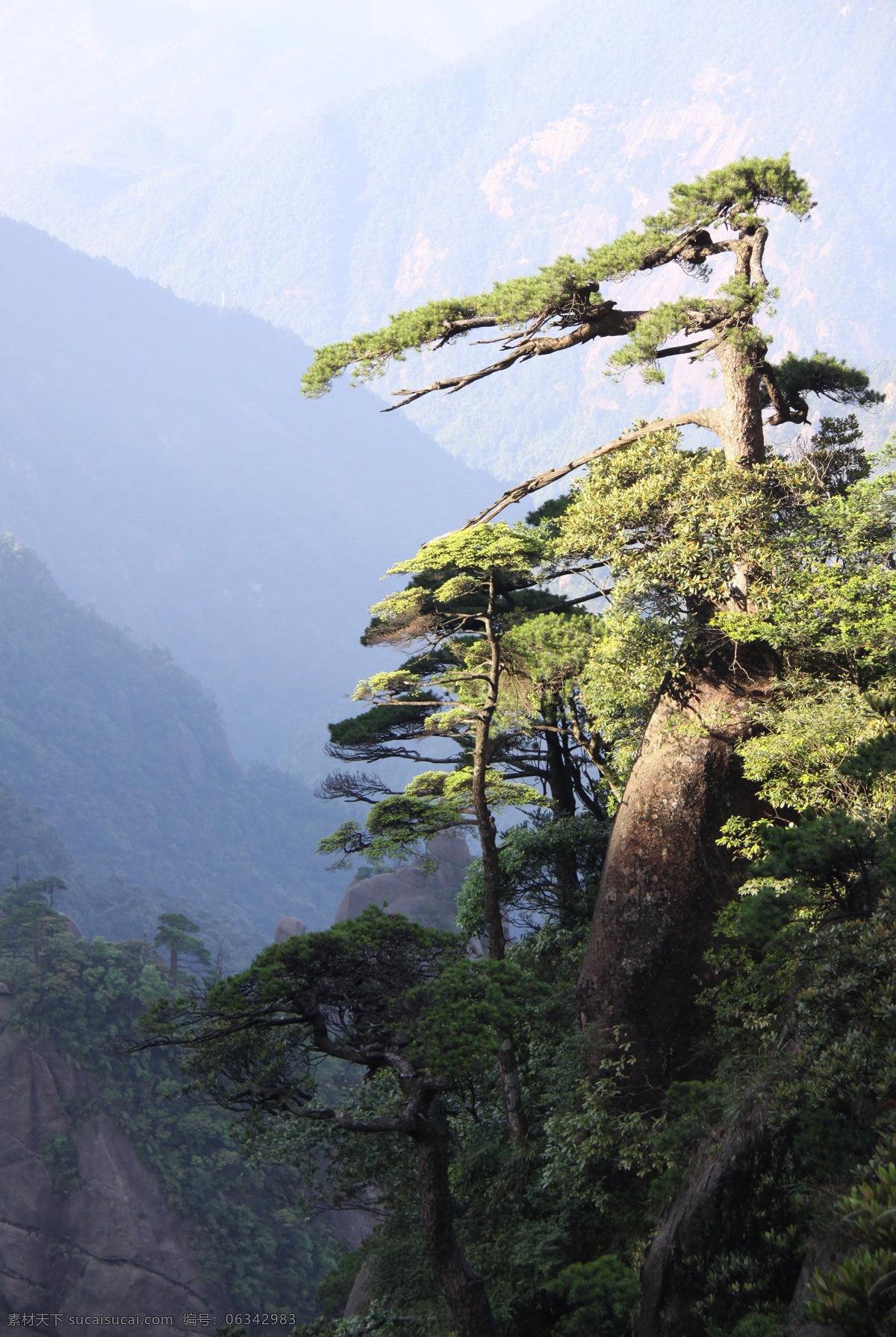 青松 远山 绿色 悬崖青松 阳光 悬崖峭壁 自然风景 自然景观