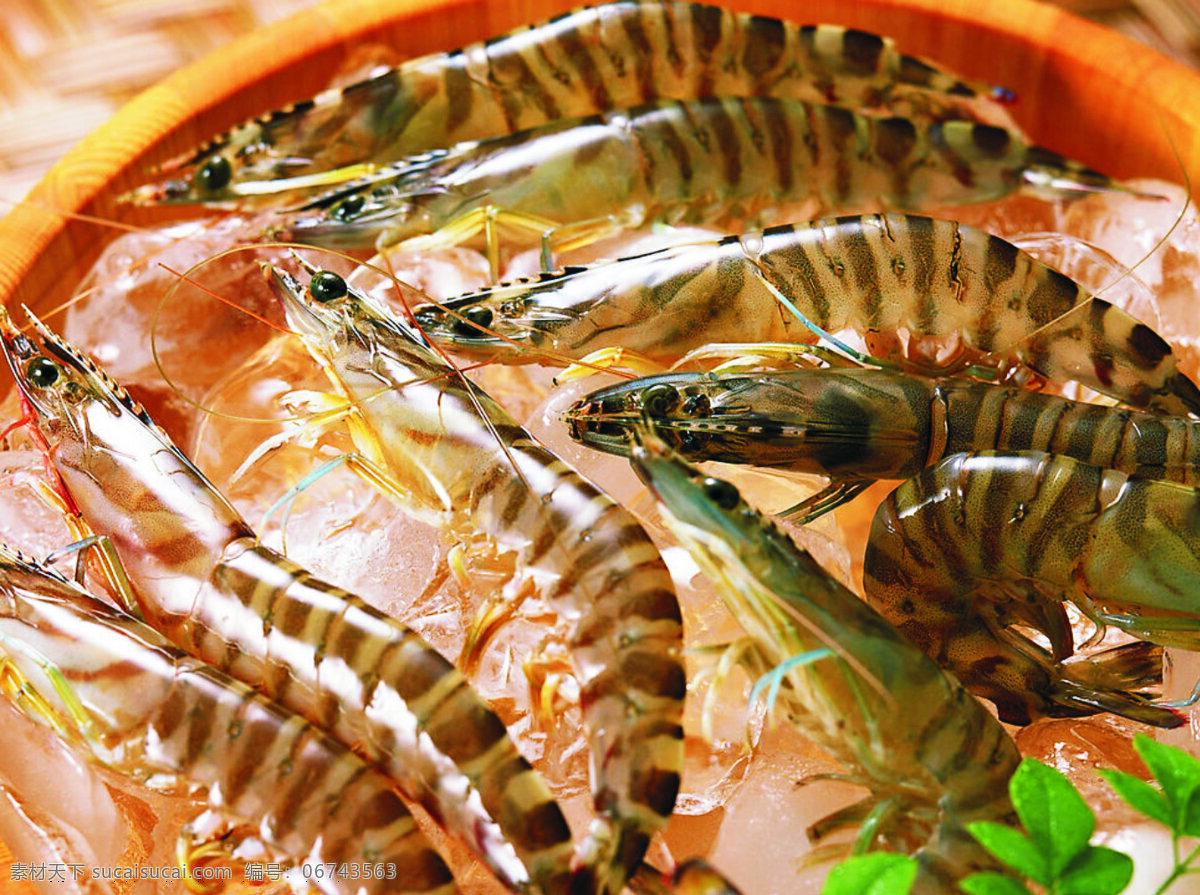 基尾虾 鲜活 海鲜 新鲜海产品 水产品 生物世界 鱼类