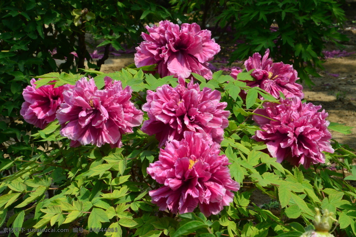 牡丹花 牡丹 观赏花卉 鼠姑 木芍药 百雨金 洛阳花 花朵 花瓣 花蕊 花卉 花儿 花草 植物 园林绿化 绿化景观 芍药牡丹 生物世界