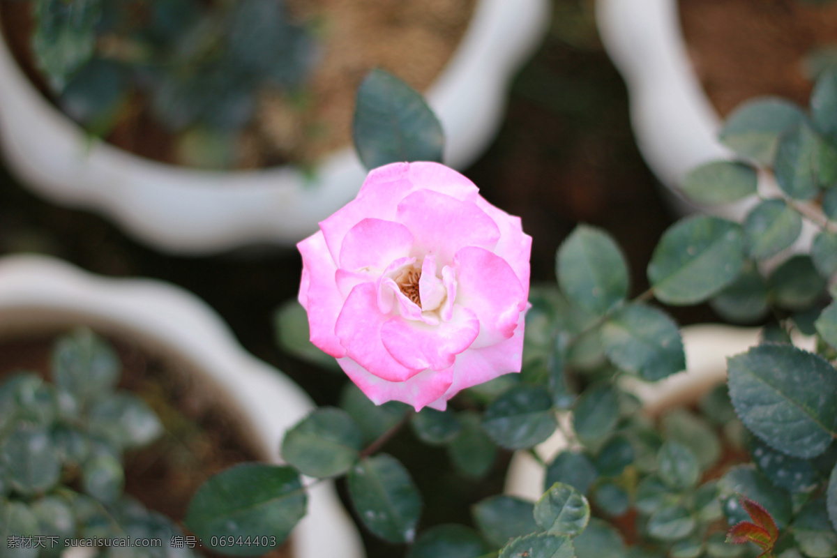 玫瑰 墨绿 叶子 渐变 花瓣 粉色 粉玫瑰 盆栽 花草 生物世界 黑色