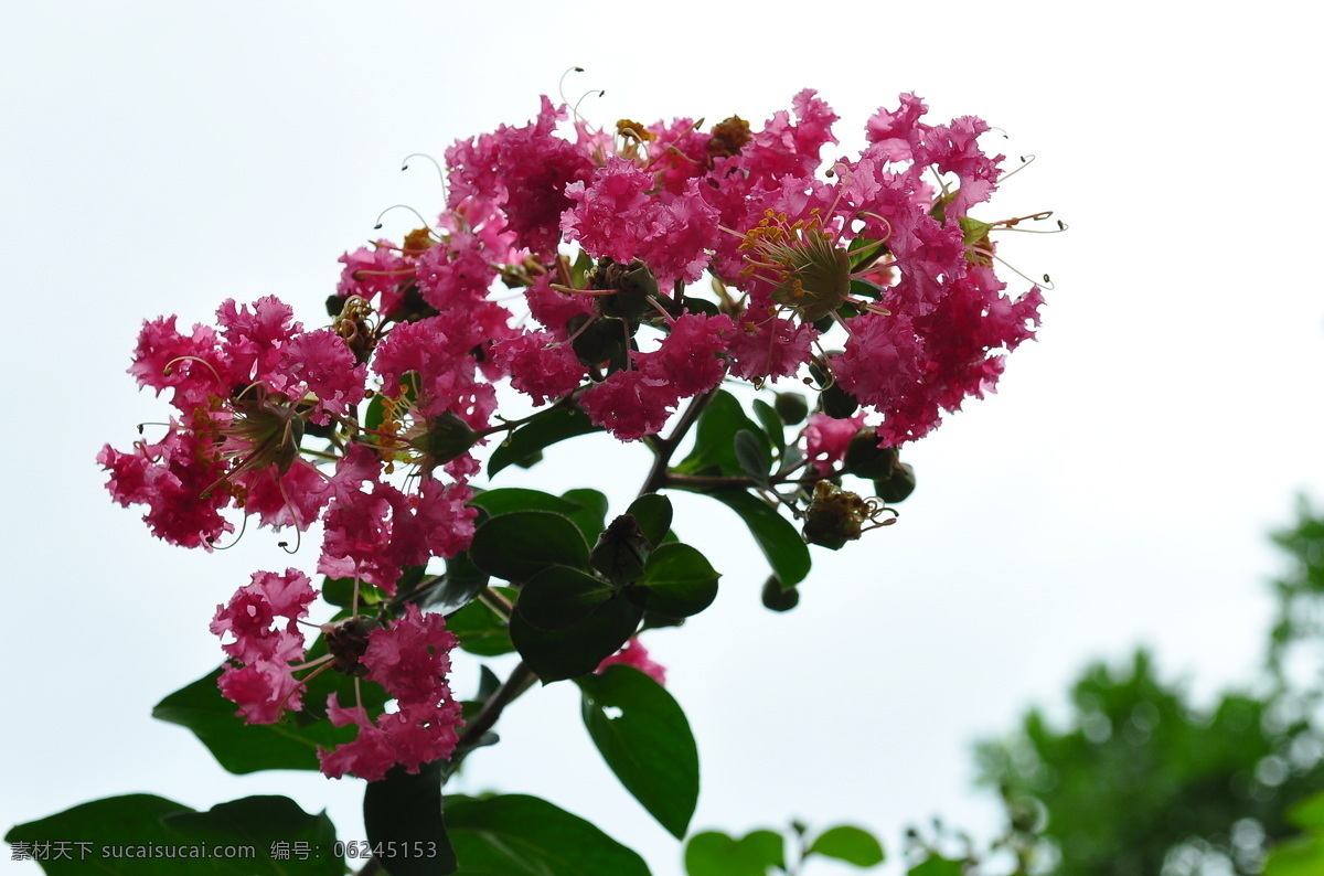 紫薇花 干屈菜科 花叶乔木 满堂红 百日红 花草 生物世界