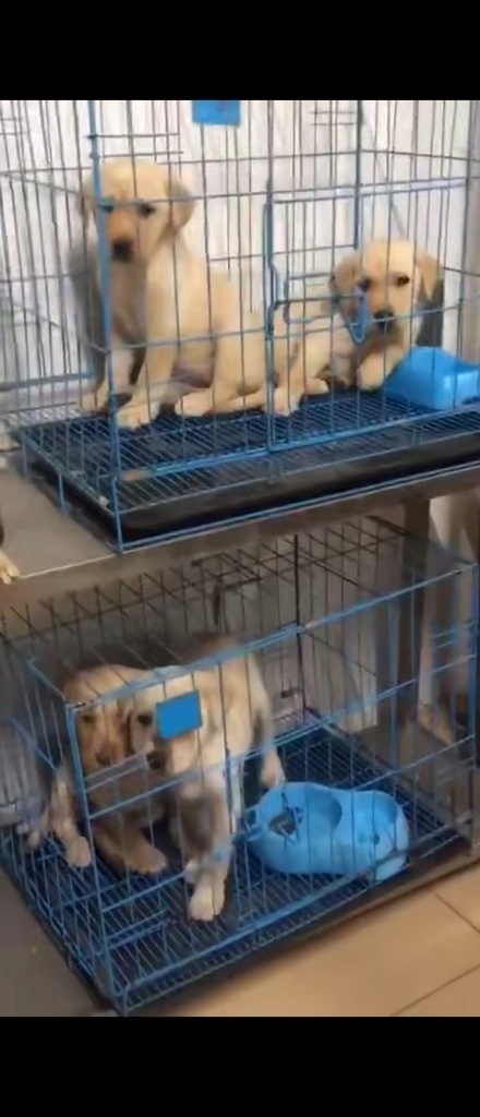 宠物狗 土狗 狗 小狗 农家狗 汪汪 宠物 家狗 看门狗 狗狗 萌萌哒 萌狗 宠物店 狗窝 多媒体 实拍视频 动物植物 mp4