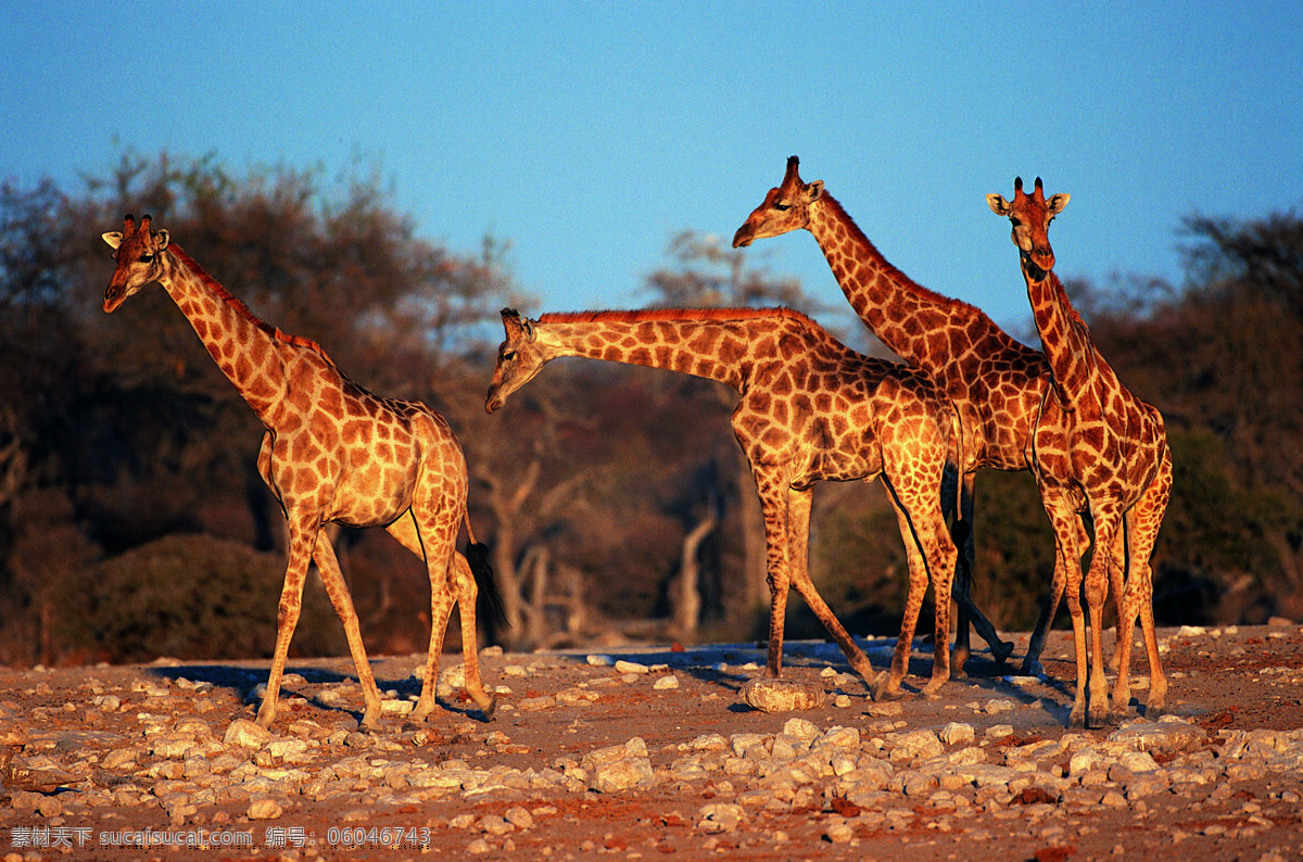 长颈鹿 鹿群 草原动物 成双成对 野生动物 动物 生物世界