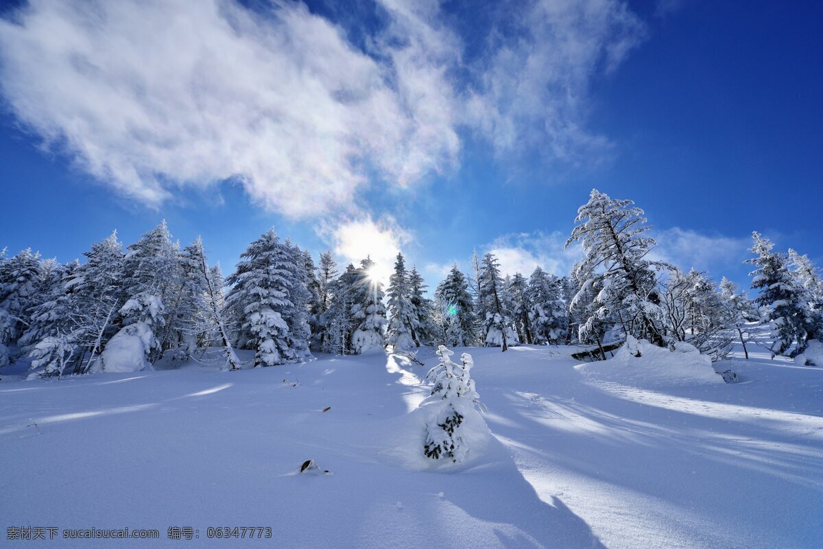 晴朗雪景 雪地 森林 雪景 蓝天白云 自然景观 自然风景